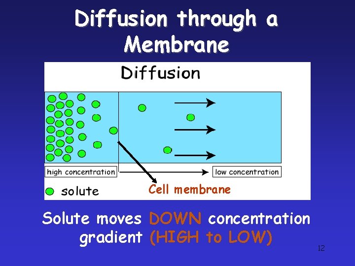 Diffusion through a Membrane Cell membrane Solute moves DOWN concentration gradient (HIGH to LOW) Diffusion through a Membrane Cell membrane Solute moves DOWN concentration gradient (HIGH to LOW)