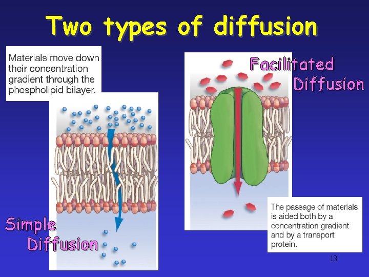 Two types of diffusion Facilitated Diffusion Simple Diffusion 13 Two types of diffusion Facilitated Diffusion Simple Diffusion 13