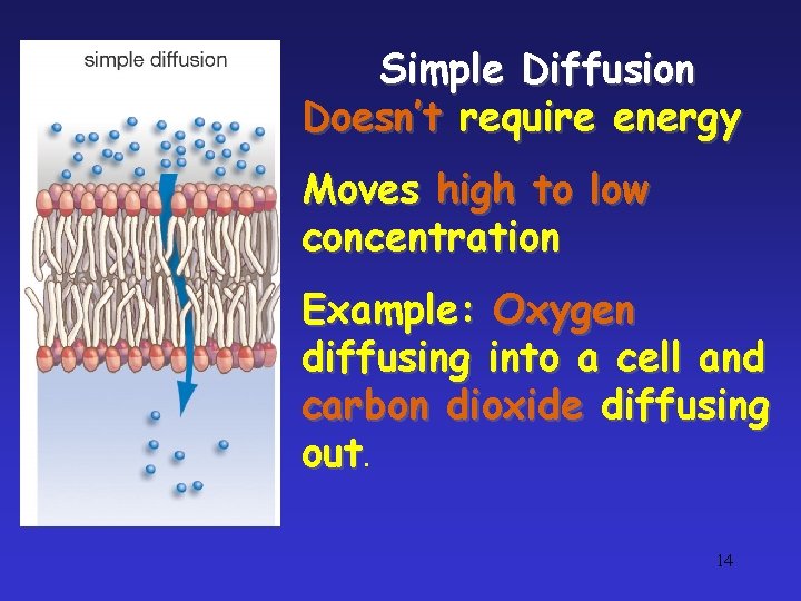 Simple Diffusion Doesn’t require energy Moves high to low concentration Example: Oxygen diffusing into Simple Diffusion Doesn’t require energy Moves high to low concentration Example: Oxygen diffusing into