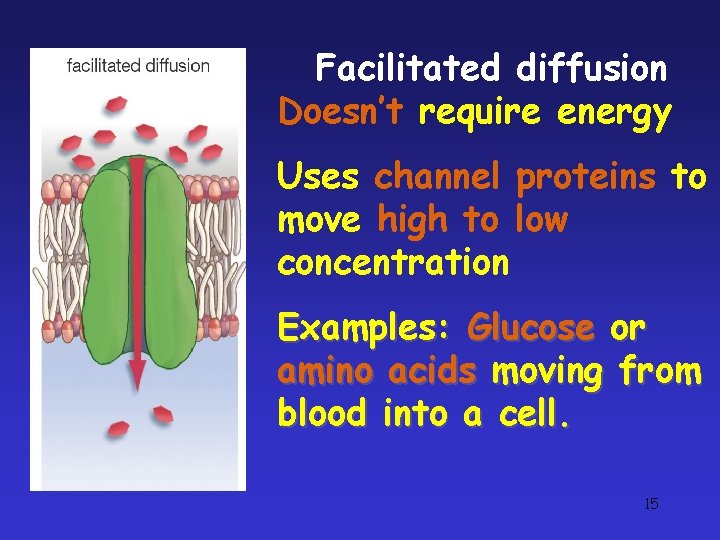 Facilitated diffusion Doesn’t require energy Uses channel proteins to move high to low concentration Facilitated diffusion Doesn’t require energy Uses channel proteins to move high to low concentration