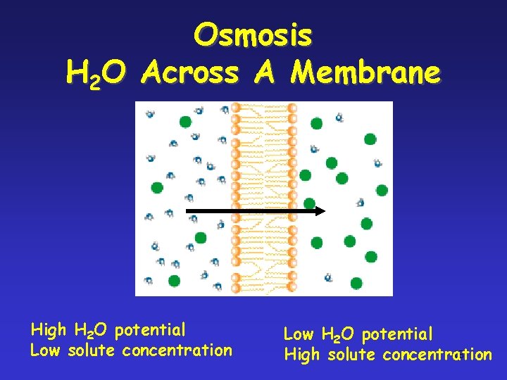 Osmosis H 2 O Across A Membrane High H 2 O potential Low solute Osmosis H 2 O Across A Membrane High H 2 O potential Low solute