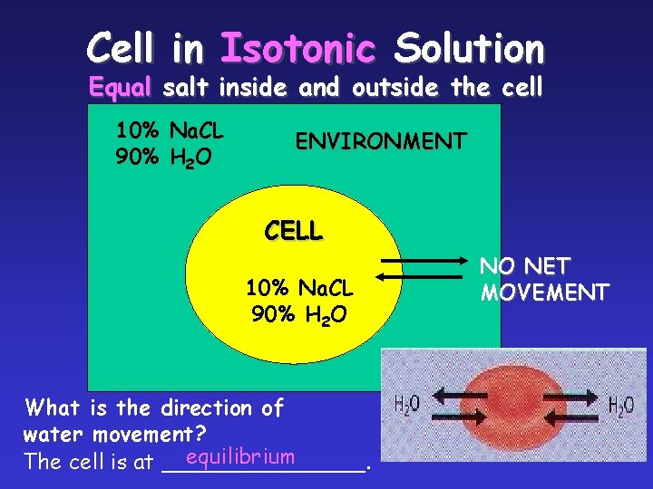 Cell in Isotonic Solution Equal salt inside and outside the cell 10% Na. CL Cell in Isotonic Solution Equal salt inside and outside the cell 10% Na. CL
