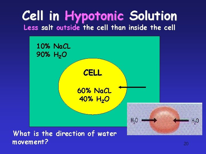 Cell in Hypotonic Solution Less salt outside the cell than inside the cell 10% Cell in Hypotonic Solution Less salt outside the cell than inside the cell 10%