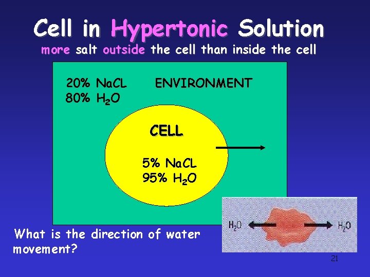 Cell in Hypertonic Solution more salt outside the cell than inside the cell 20% Cell in Hypertonic Solution more salt outside the cell than inside the cell 20%