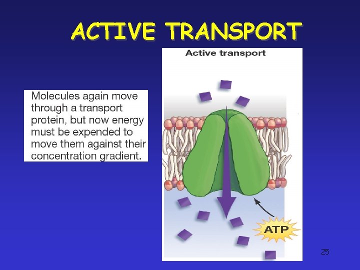 ACTIVE TRANSPORT 25 ACTIVE TRANSPORT 25