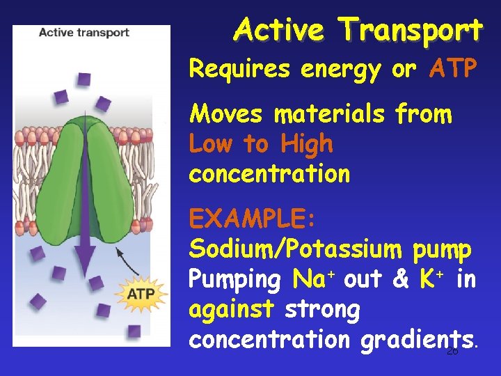 Active Transport Requires energy or ATP Moves materials from Low to High concentration EXAMPLE: Active Transport Requires energy or ATP Moves materials from Low to High concentration EXAMPLE: