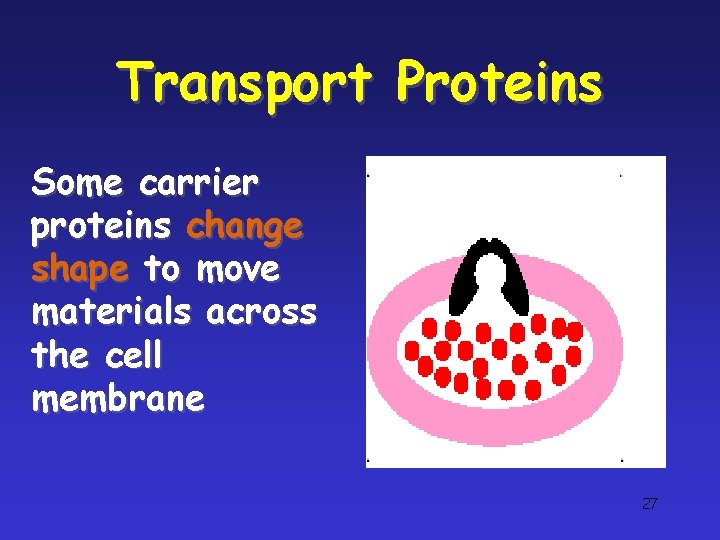 Transport Proteins Some carrier proteins change shape to move materials across the cell membrane Transport Proteins Some carrier proteins change shape to move materials across the cell membrane