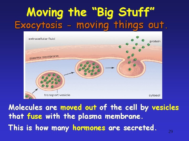 Moving the “Big Stuff” Exocytosis - moving things out. Molecules are moved out of Moving the “Big Stuff” Exocytosis - moving things out. Molecules are moved out of