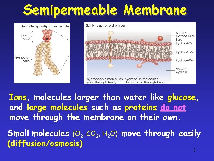 Semipermeable Membrane Ions, molecules larger than water like glucose, and large molecules such as Semipermeable Membrane Ions, molecules larger than water like glucose, and large molecules such as