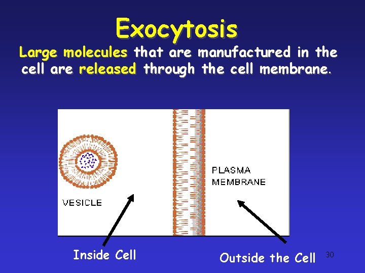 Exocytosis Large molecules that are manufactured in the cell are released through the cell Exocytosis Large molecules that are manufactured in the cell are released through the cell