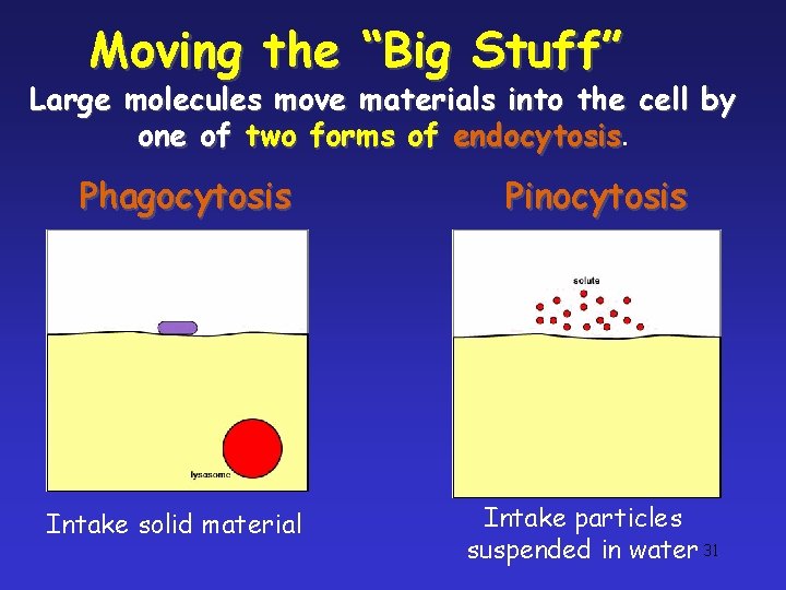 Moving the “Big Stuff” Large molecules move materials into the cell by one of Moving the “Big Stuff” Large molecules move materials into the cell by one of