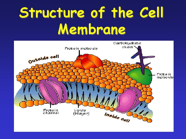 Structure of the Cell Membrane 5 Structure of the Cell Membrane 5