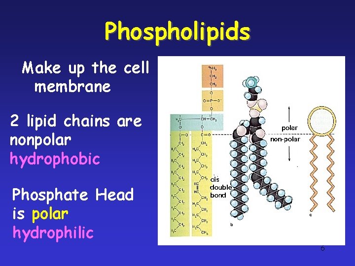 Phospholipids Make up the cell membrane 2 lipid chains are nonpolar hydrophobic Phosphate Head Phospholipids Make up the cell membrane 2 lipid chains are nonpolar hydrophobic Phosphate Head