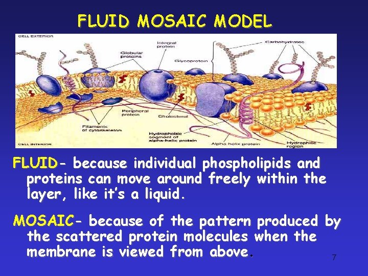 FLUID MOSAIC MODEL FLUID- because individual phospholipids and proteins can move around freely within FLUID MOSAIC MODEL FLUID- because individual phospholipids and proteins can move around freely within