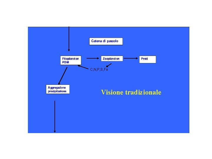 C, N, P, S, Fe Visione tradizionale 