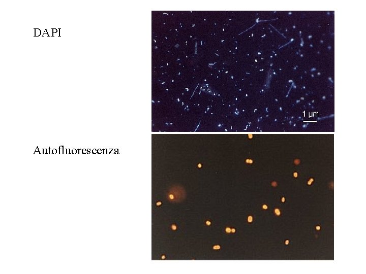 DAPI Autofluorescenza 