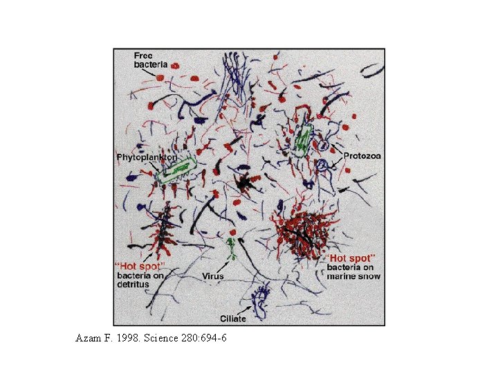 Azam F. 1998. Science 280: 694 -6 