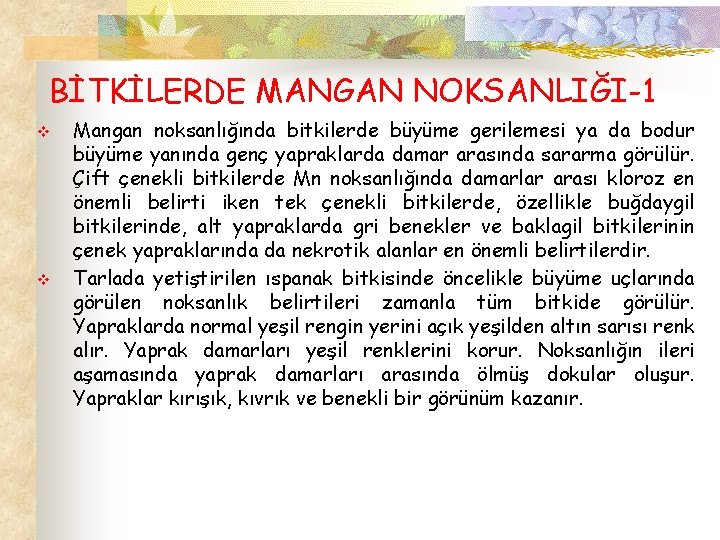 BİTKİLERDE MANGAN NOKSANLIĞI-1 v v Mangan noksanlığında bitkilerde büyüme gerilemesi ya da bodur büyüme