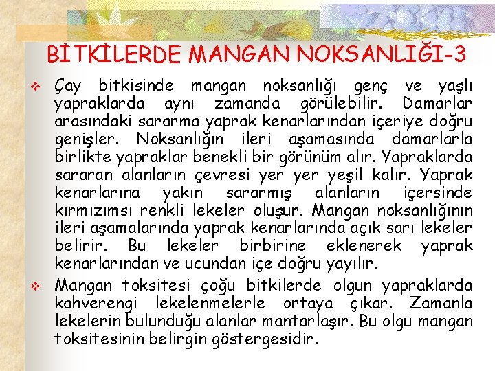 BİTKİLERDE MANGAN NOKSANLIĞI-3 v v Çay bitkisinde mangan noksanlığı genç ve yaşlı yapraklarda aynı