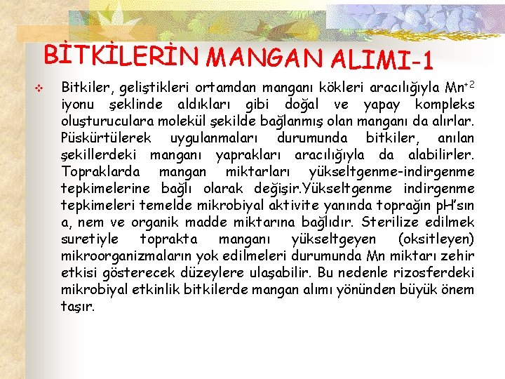 BİTKİLERİN MANGAN ALIMI-1 v Bitkiler, geliştikleri ortamdan manganı kökleri aracılığıyla Mn+2 iyonu şeklinde aldıkları