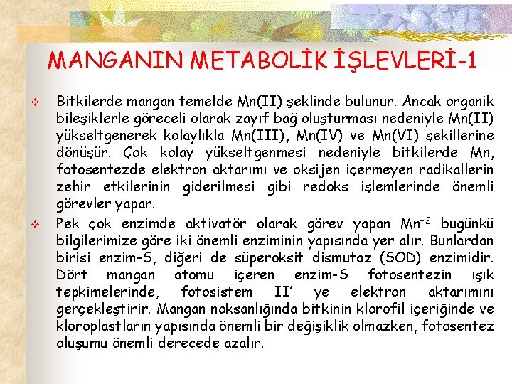 MANGANIN METABOLİK İŞLEVLERİ-1 v v Bitkilerde mangan temelde Mn(II) şeklinde bulunur. Ancak organik bileşiklerle