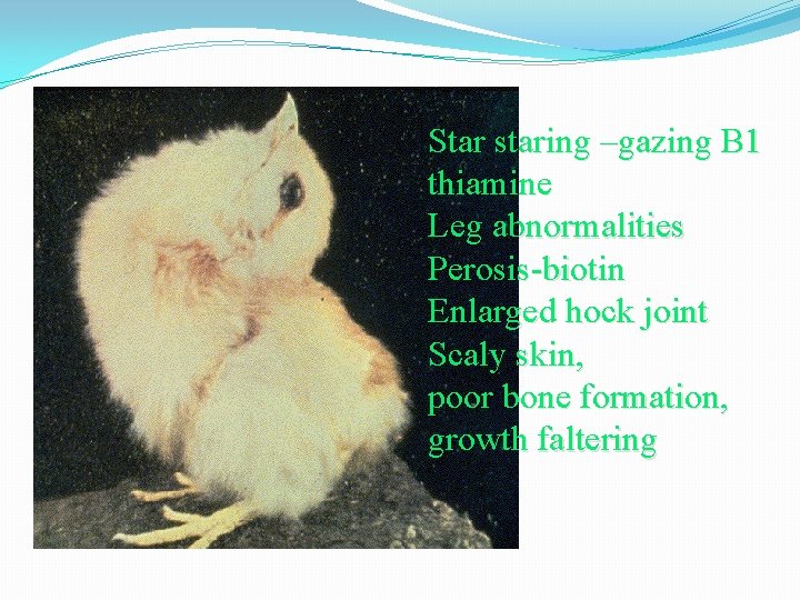 Star staring –gazing B 1 thiamine Leg abnormalities Perosis-biotin Enlarged hock joint Scaly skin,