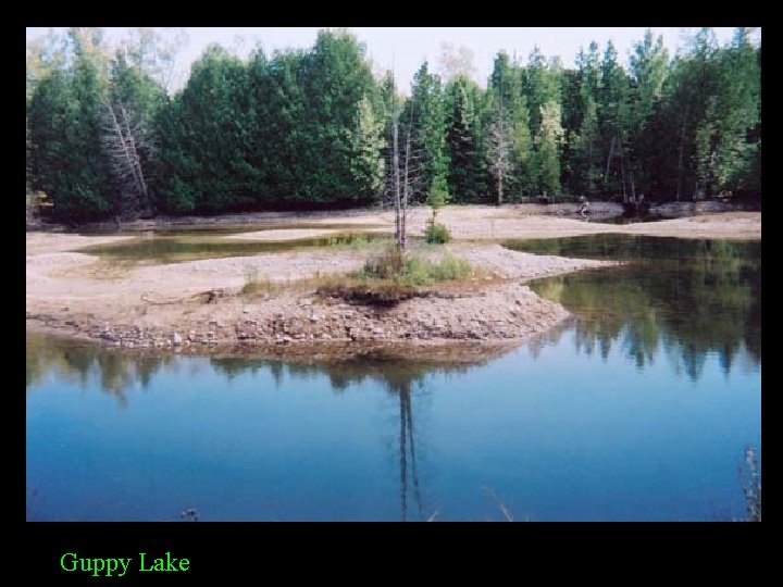 Guppy Lake 