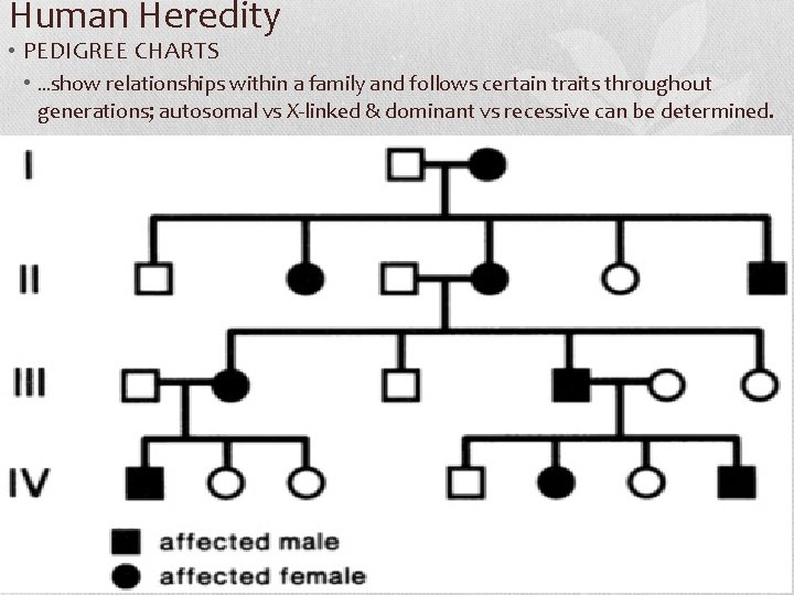 Human Heredity • PEDIGREE CHARTS • …show relationships within a family and follows certain