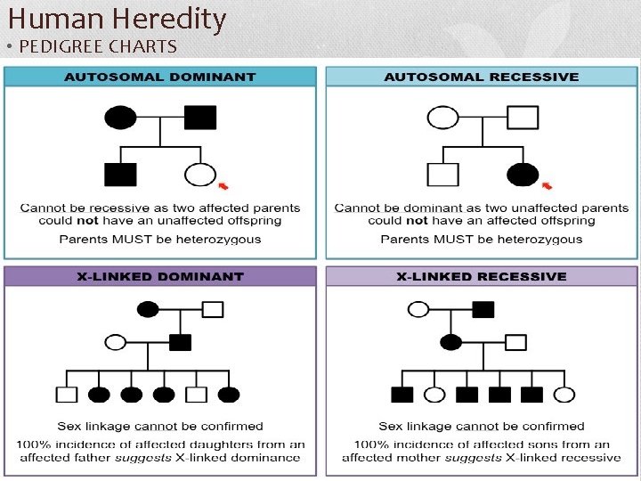 Human Heredity • PEDIGREE CHARTS 