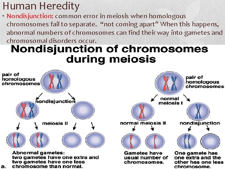 Human Heredity • Nondisjunction: common error in meiosis when homologous chromosomes fail to separate.