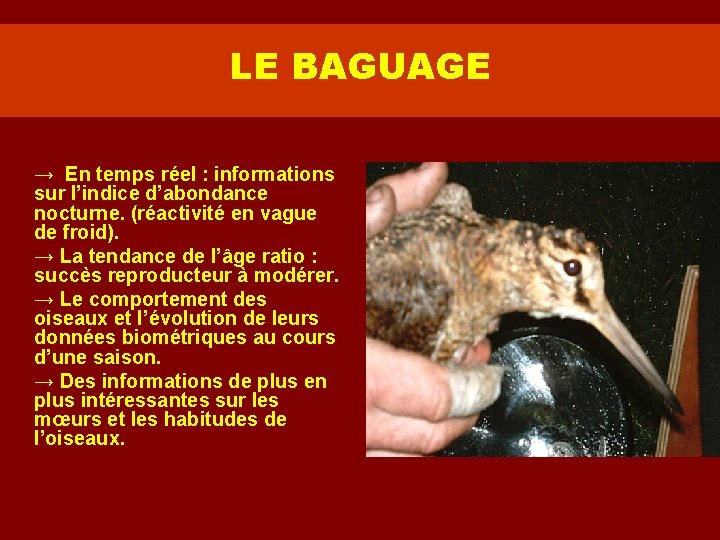 LE BAGUAGE → En temps réel : informations sur l’indice d’abondance nocturne. (réactivité en