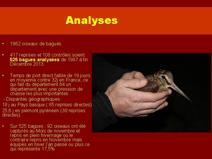 Analyses • 1862 oiseaux de bagués • 417 reprises et 108 contrôles soient 525