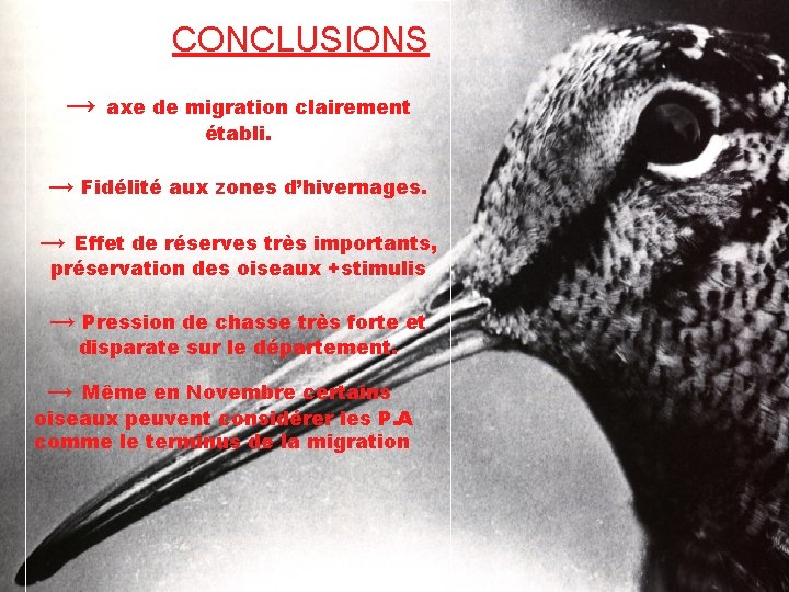 CONCLUSIONS → axe de migration clairement établi. → Fidélité aux zones d’hivernages. → Effet