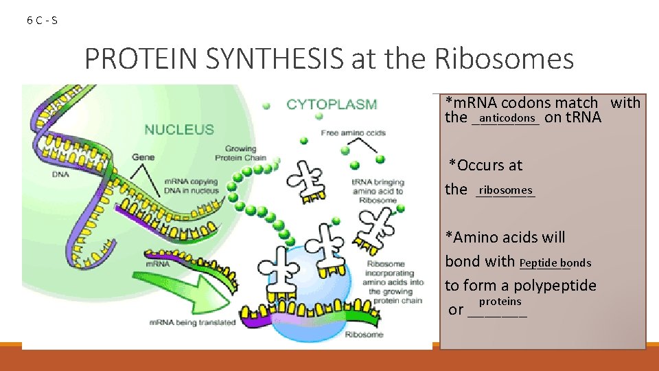 6 C-S PROTEIN SYNTHESIS at the Ribosomes *m. RNA codons match with anticodons on