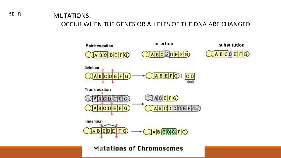 6 E - R MUTATIONS: OCCUR WHEN THE GENES OR ALLELES OF THE DNA