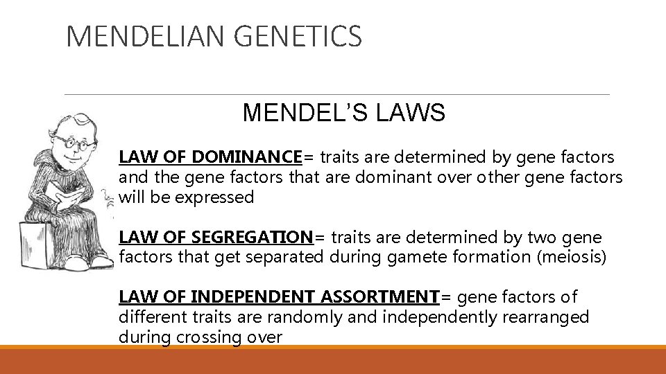 MENDELIAN GENETICS MENDEL’S LAW OF DOMINANCE= traits are determined by gene factors and the