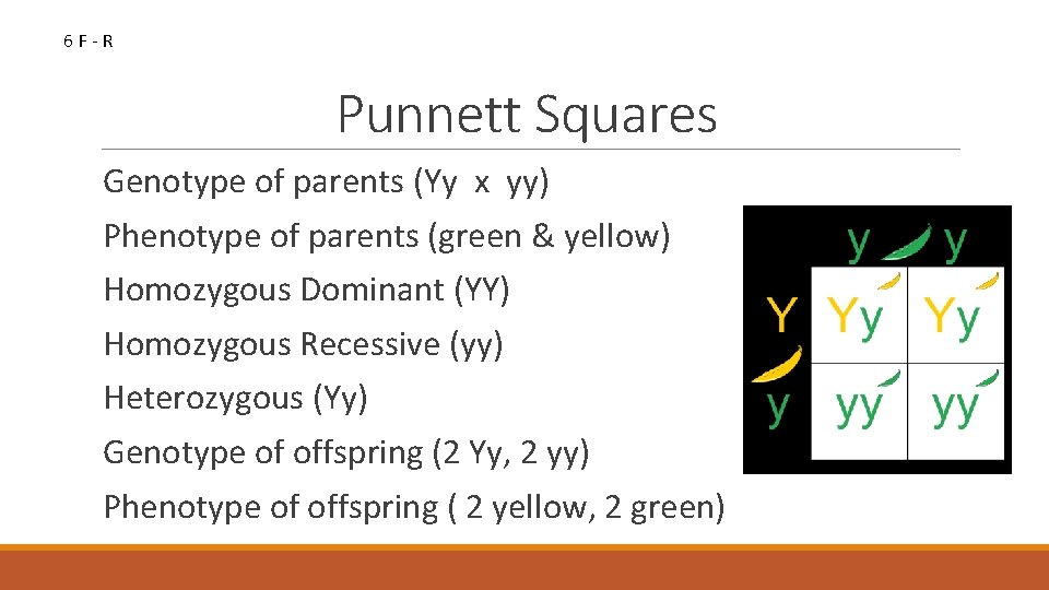 6 F-R Punnett Squares Genotype of parents (Yy x yy) Phenotype of parents (green