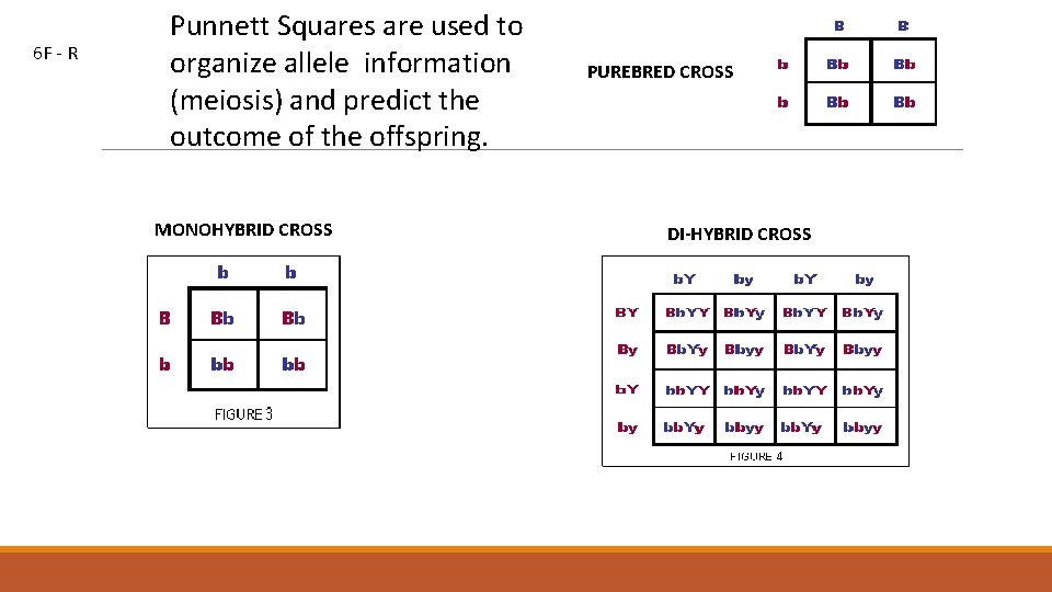 6 F - R Punnett Squares are used to organize allele information (meiosis) and