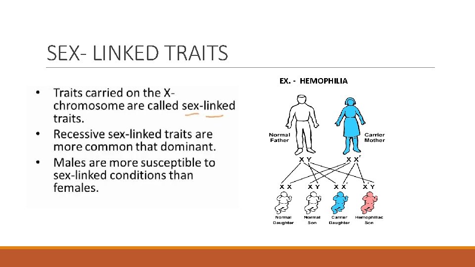 SEX- LINKED TRAITS EX. - HEMOPHILIA 