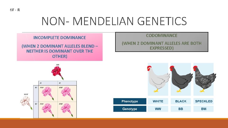 6 F - R NON- MENDELIAN GENETICS INCOMPLETE DOMINANCE (WHEN 2 DOMINANT ALLELES BLEND