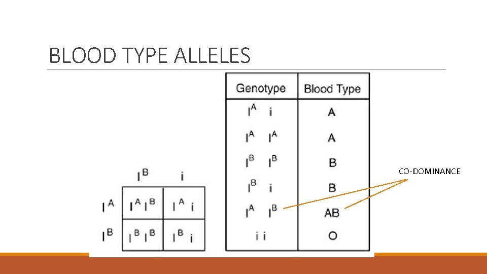 BLOOD TYPE ALLELES CO-DOMINANCE 