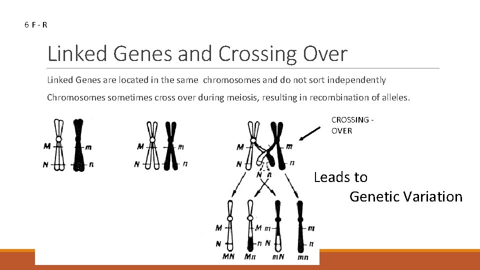 6 F-R Linked Genes and Crossing Over Linked Genes are located in the same