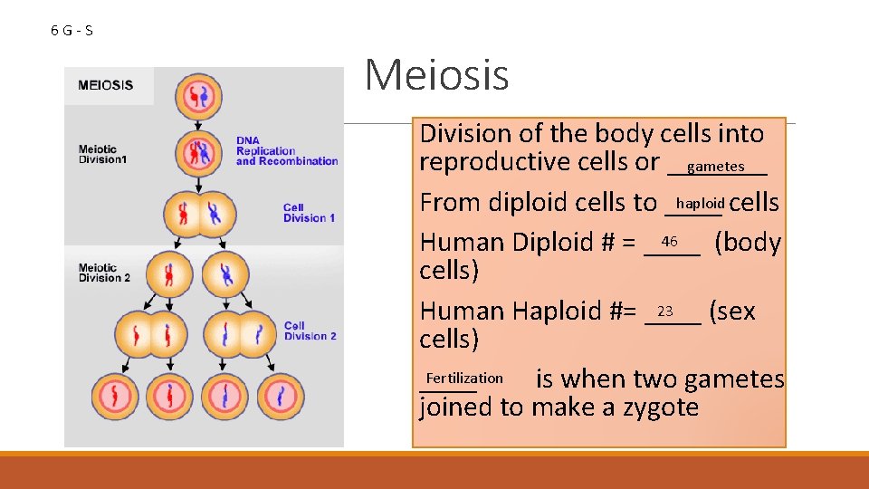 6 G-S Meiosis Division of the body cells into reproductive cells or _______ gametes