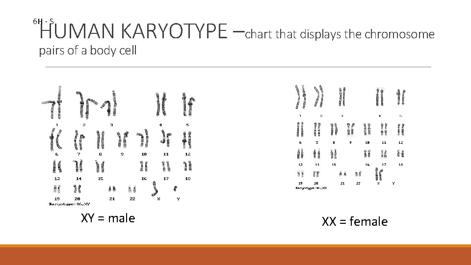 6 H - S HUMAN KARYOTYPE –chart that displays the chromosome pairs of a