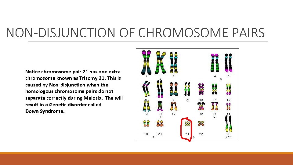 NON-DISJUNCTION OF CHROMOSOME PAIRS Notice chromosome pair 21 has one extra chromosome known as