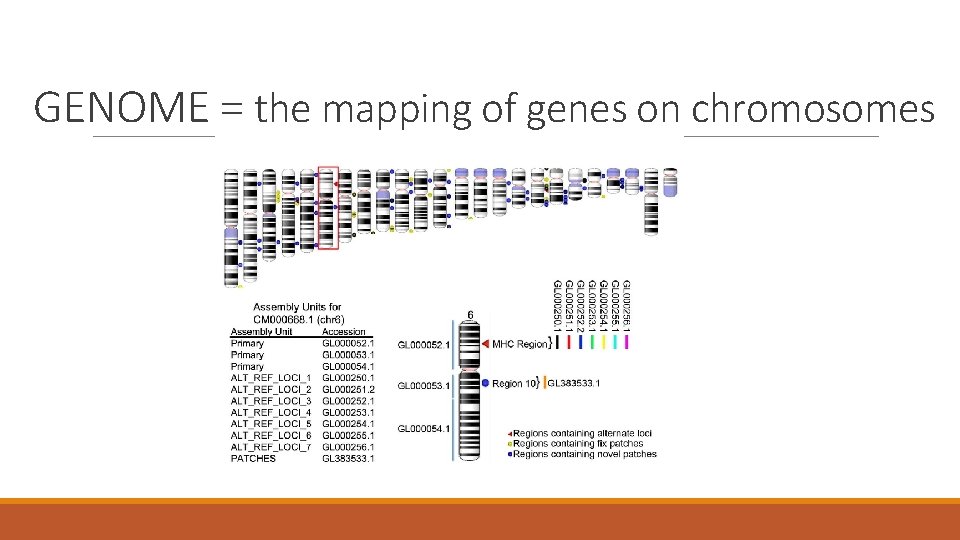 GENOME = the mapping of genes on chromosomes 