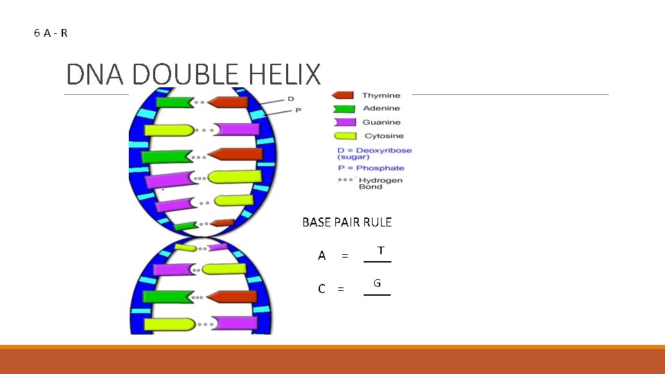 6 A-R DNA DOUBLE HELIX BASE PAIR RULE A = C = T ____