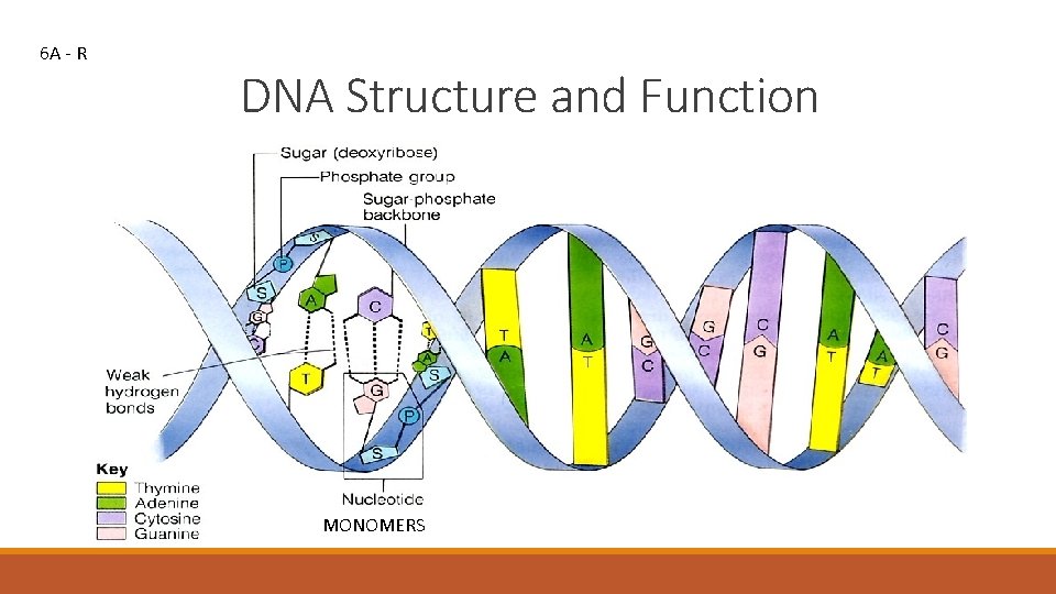 6 A - R DNA Structure and Function MONOMERS 