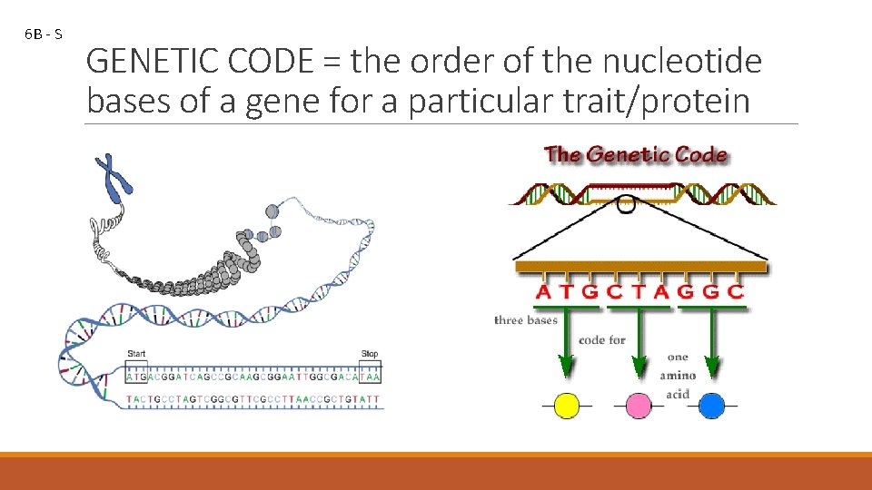 6 B - S GENETIC CODE = the order of the nucleotide bases of
