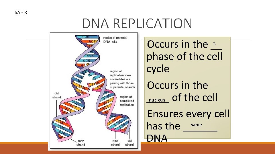 6 A - R DNA REPLICATION S Occurs in the __ phase of the
